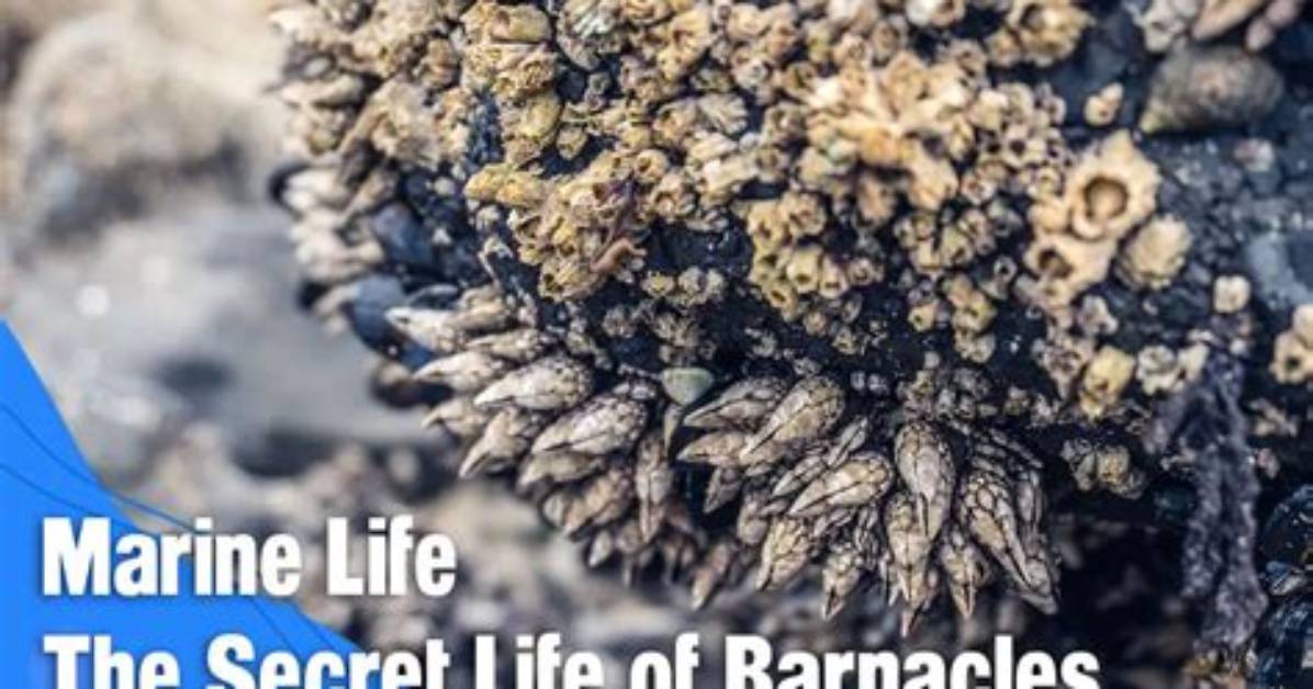 Are Barnacles Actually Alive? the Bizarre Secret Hiding Inside Those Rock-Like Shells