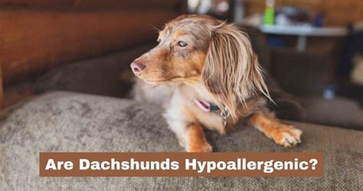 Are Dachshunds Hypoallergenic? Fact-Checking Shedding and Allergy Claims