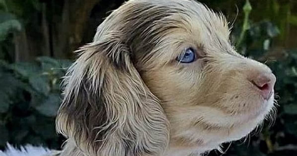 Are Merle Fluffy Dachshunds Purebred? Breed Standards vs Designer Trends