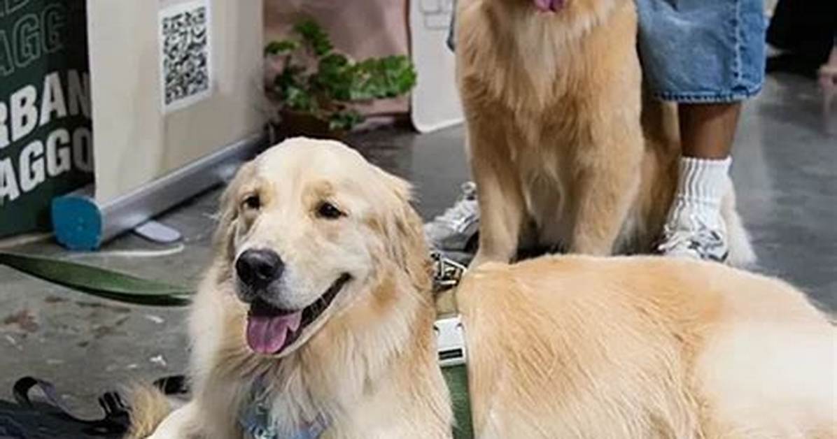 Behind the Viral Trend: Why Golden Retrievers Go Wild for Visits to Grandma's House