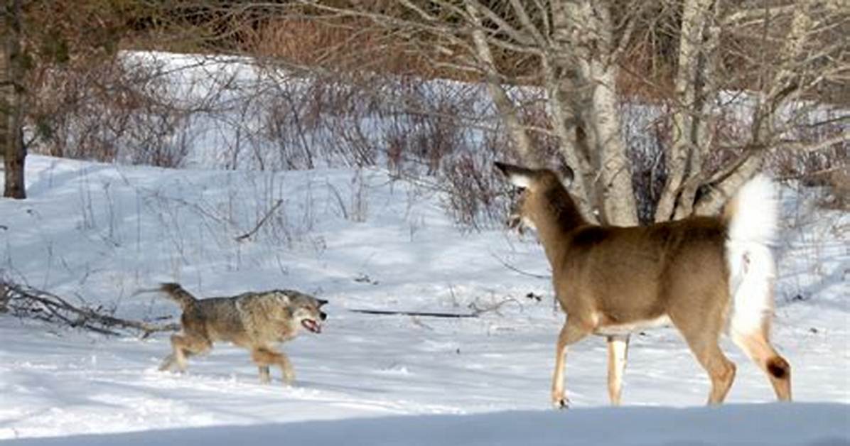 Buck, Doe, or Coyote? the Fact-Check Guide to Identifying Backyard Winter Snow Tracks