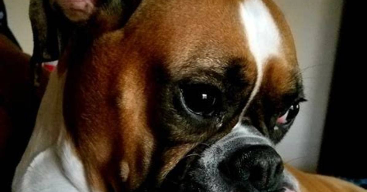 Can a Boxer Dog Have Down Syndrome? the Truth Behind Viral Pet Videos