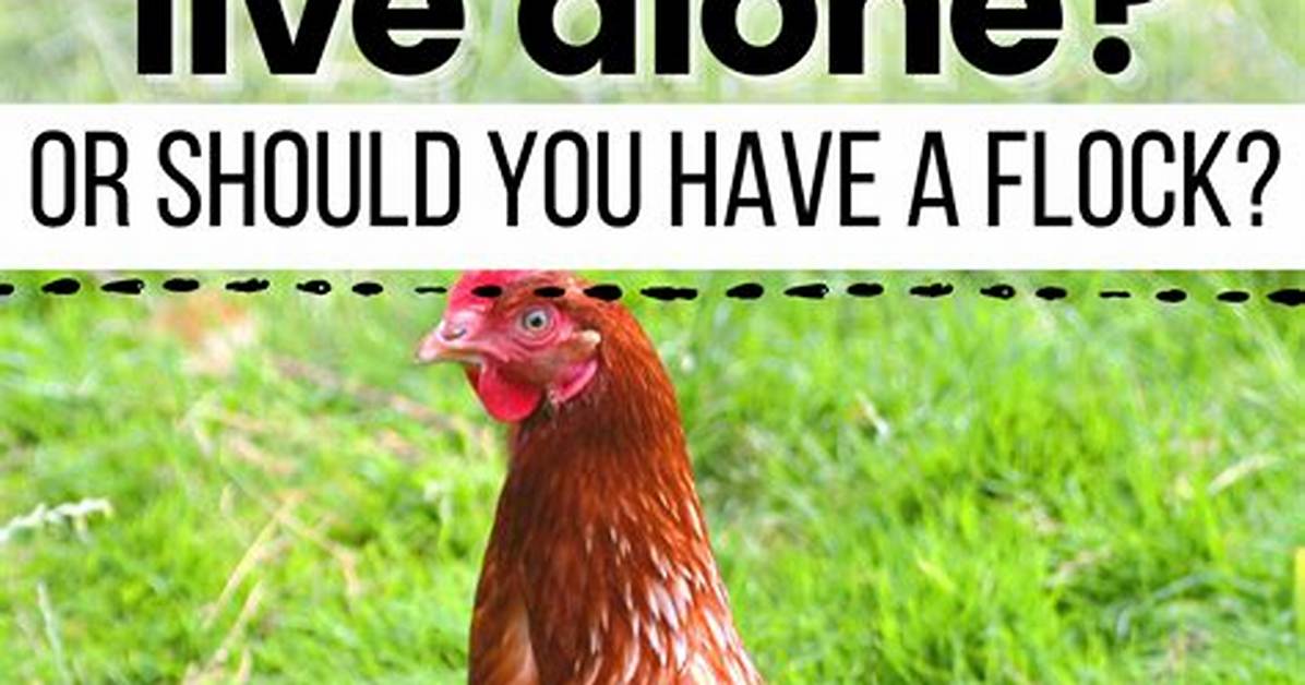 Can Chickens Live on Grass Alone? Debunking the Pasture-Fed Poultry Myth