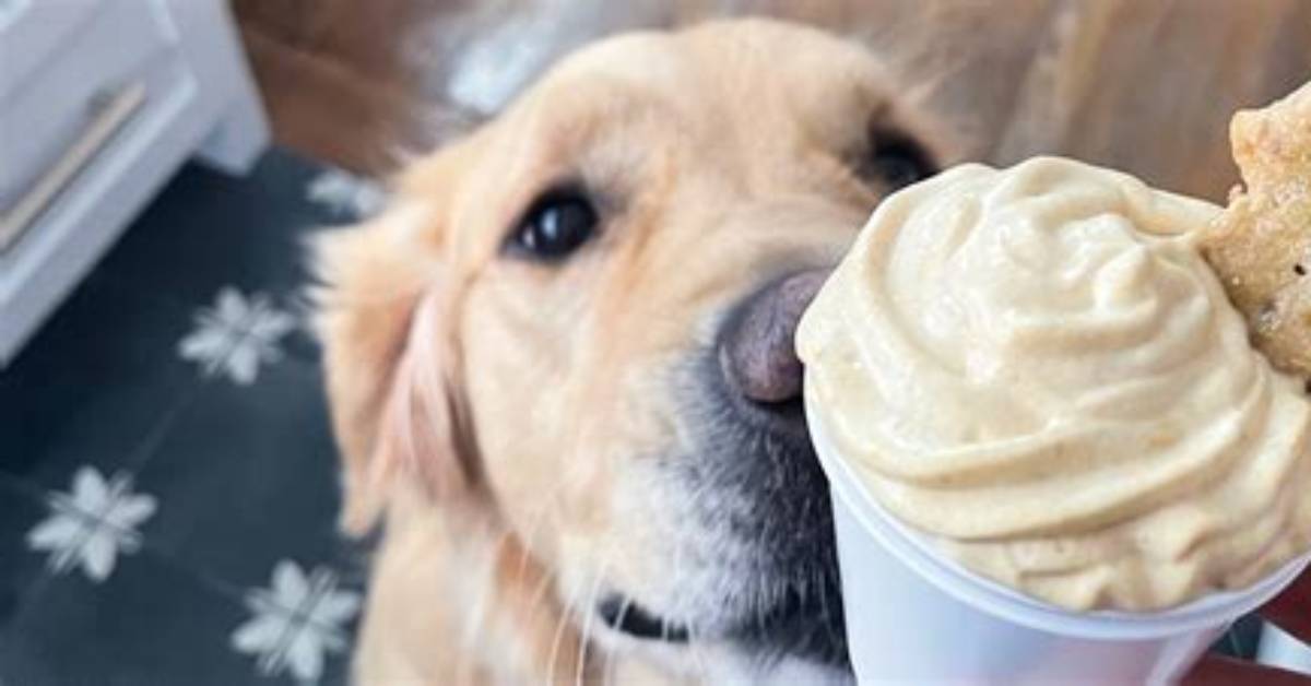 Can You Really Get a Pup Cup at Maccas? the Drive-Thru Secret Revealed