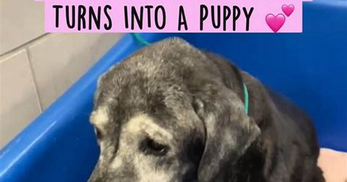 Caring for a 20-Year-Old Rescue Dachshund: Essential Guide to Hospice Fostering and Senior Dog Adoption