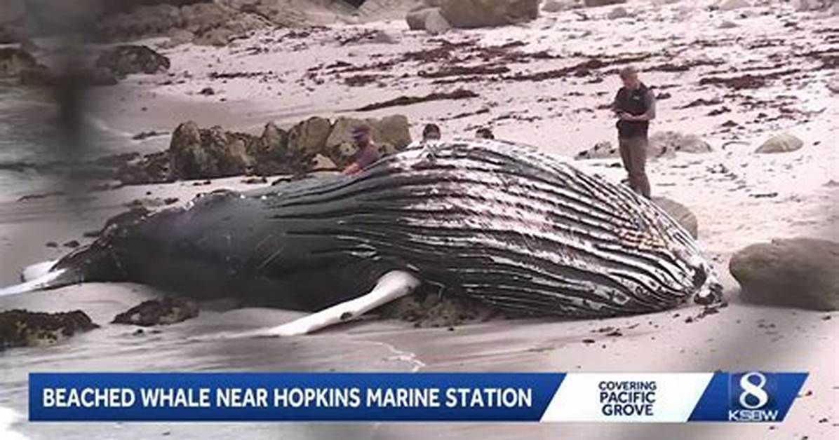 Dead Whale Washes Ashore at Lovers Point: Photos and Marine Safety Response