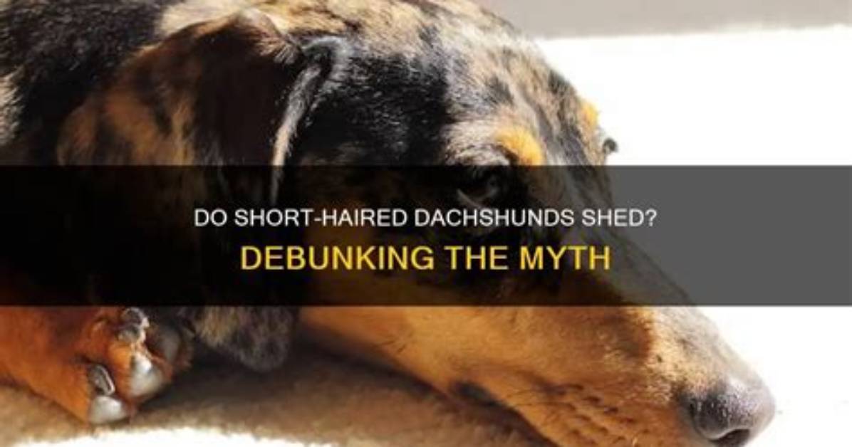 Debunking the Yappy Myth: Do Dachshunds Truly Bark More Than Other Breeds?