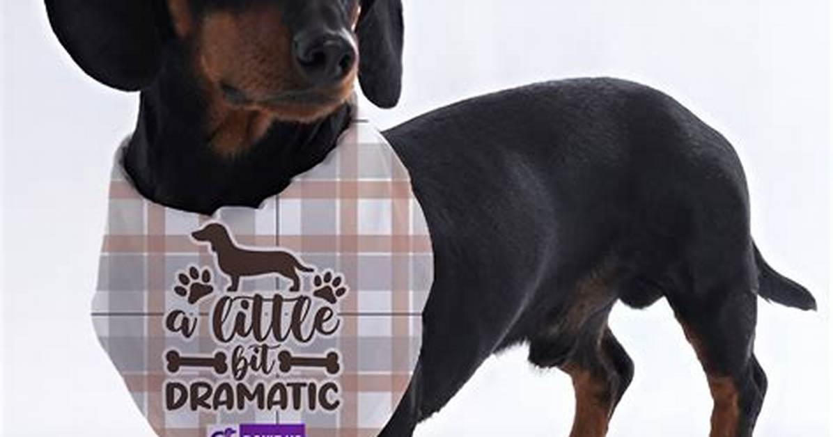 Dramatic Dachshund Makeovers: Incredible Before-and-After Wirehair Transformations
