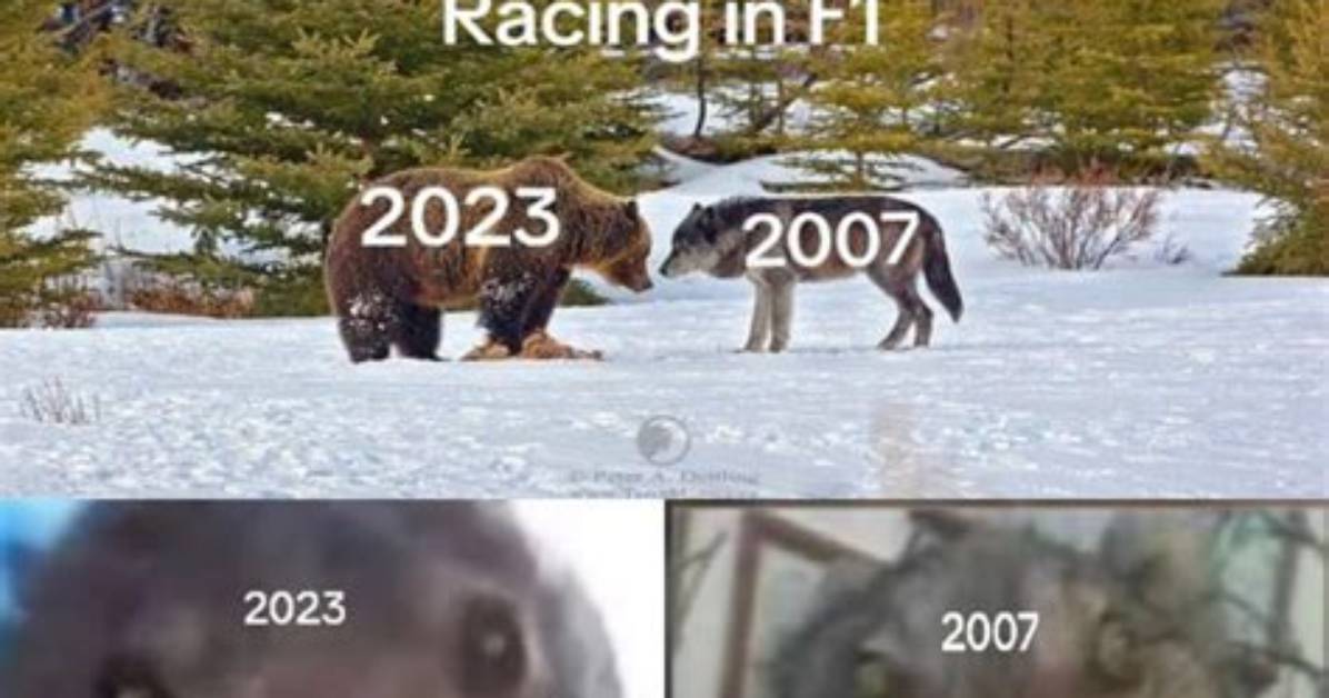 Every Viral 'The Bear' Meme Explained: Origins, Screenshots, and Actor Reactions