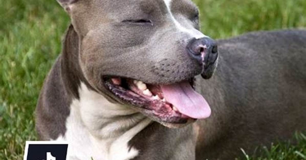 Fact-Checking Tiktok's Pit Bull Terrier Trends: Harmless Meme or Pet Behavioral Hazard?