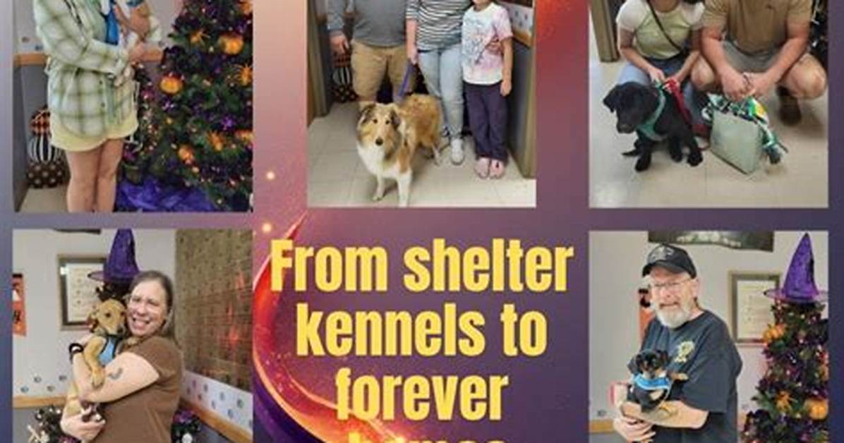 From Shelter Kennels to Forever Homes: the Rescue Surge of Rottie-Dobie Mixes