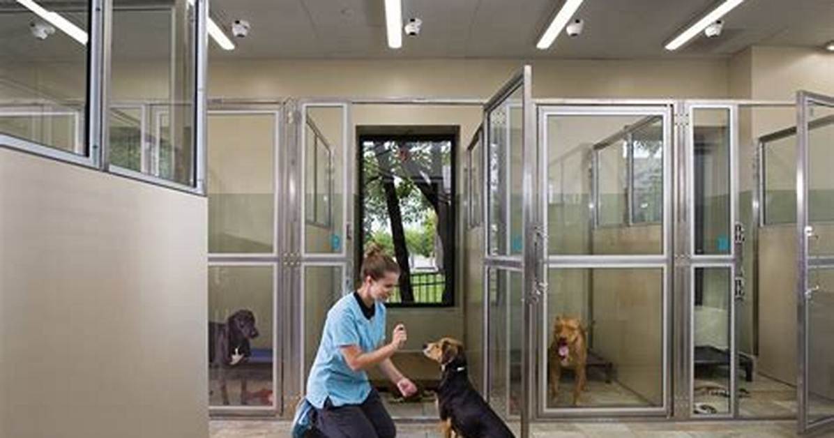 From Shelter Kennels to Loyal Companions: the Rise of Rotterman Adoptions