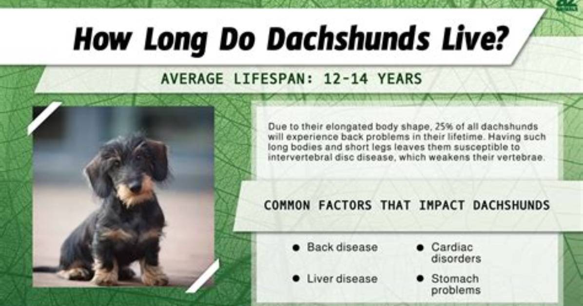 How Long Do Dachshunds Really Live? the Surprising Truth Behind Their Longevity
