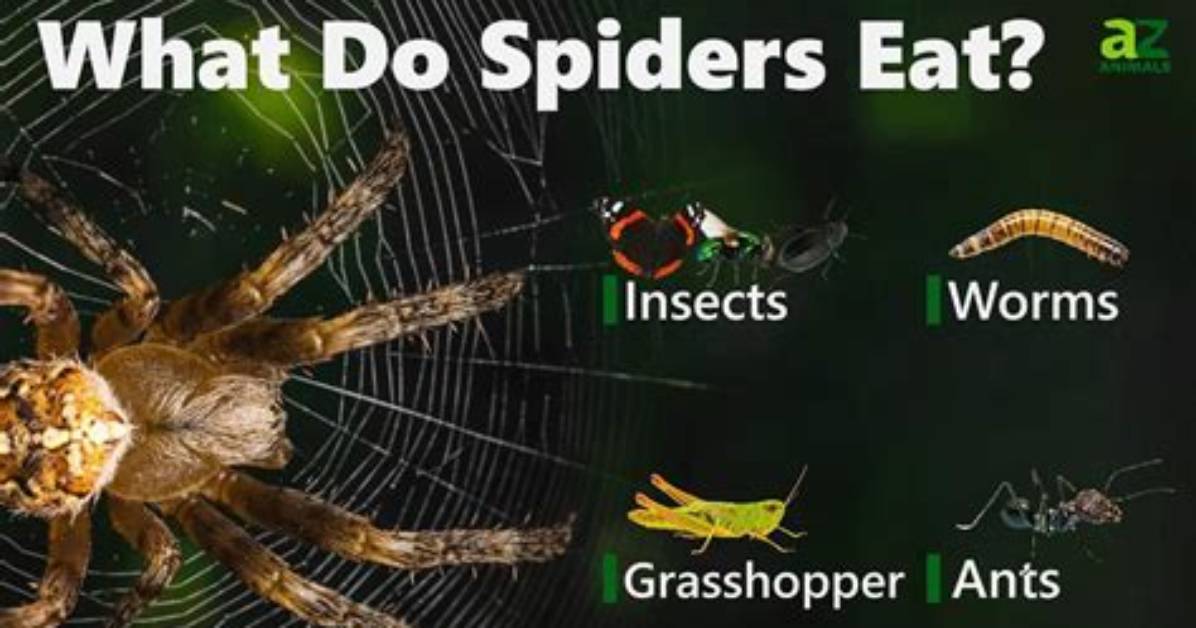 How Many Spiders Do You Eat in Your Sleep? Everything You Need to Know to Sleep Soundly