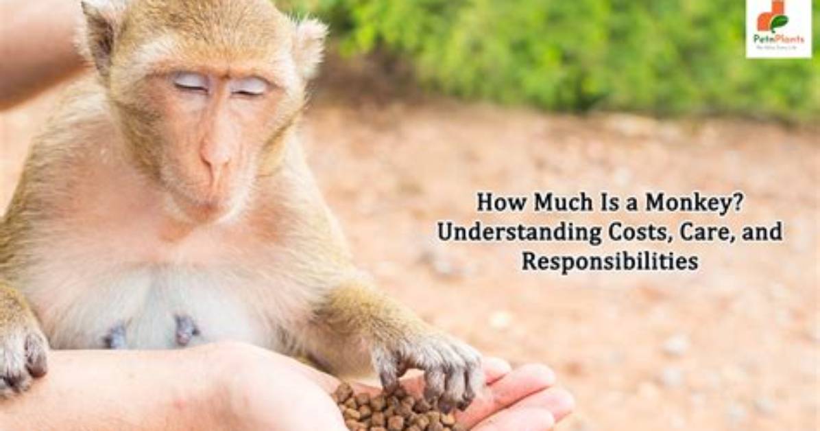 How Much Is a Pet Monkey? Complete Price, Species, and Ownership Faq