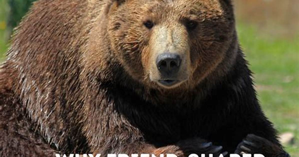 'If Not Friend, Why Friend Shaped?' the Science Behind Cute Meme Formats