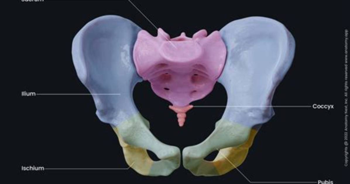Inside Pelvic Anatomy: How Air Enters the Body and Why Queefing Is Harmless