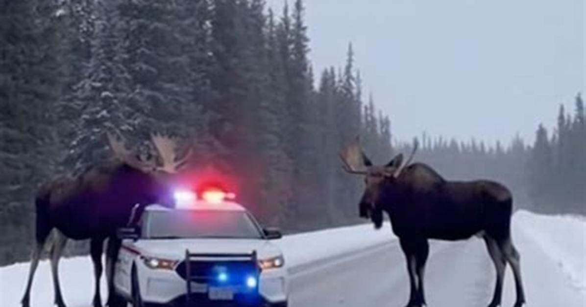 Inside the Autumn Moose Patrols: How Police Are Monitoring Hunters on the Ground
