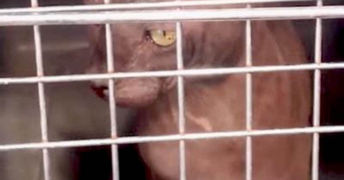 Inside the Henderson Sphynx Cat Raid: Why 21 Felines Were Seized from Breeder