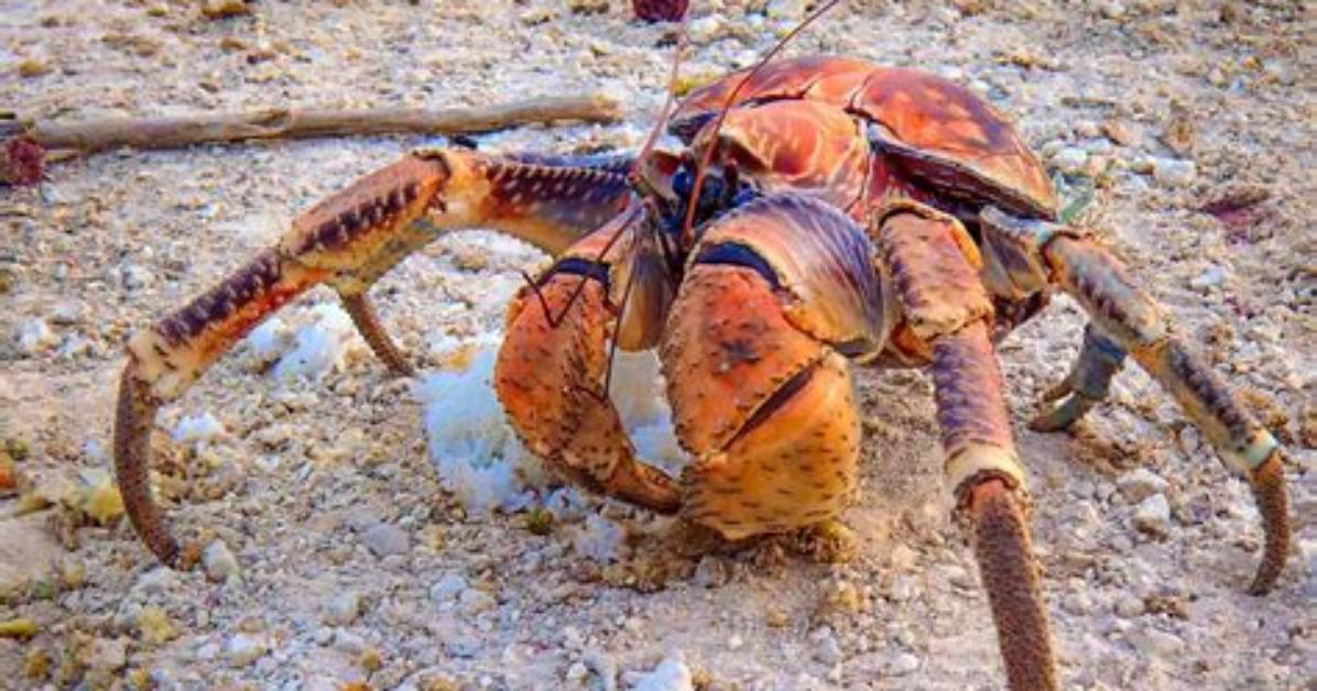 Is Coconut Crab Safe to Eat? Fact-Checking Toxicity, Taste, and Amelia Earhart Myths
