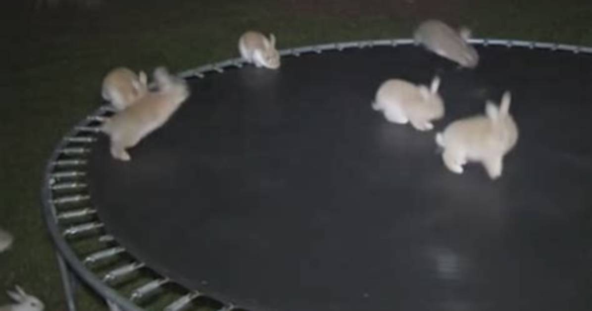 Is the Bunny on Trampoline Video Real? Visual Evidence and Ai Flaws Broken Down