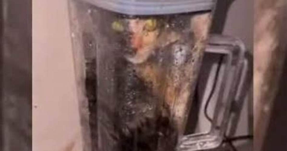 Is the Cat in a Blender Video Real? Evidence, Claims, and Fact-Checking