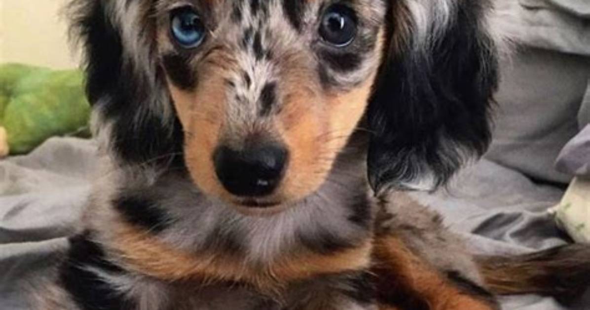 Long Hair Dapple Miniature Dachshund Care Guide: Everything You Need to Know