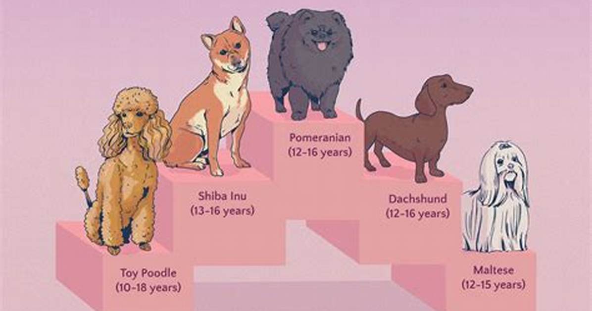 Longest-Living Dog Breeds Ranked: Where Dachshunds Stand in 2026