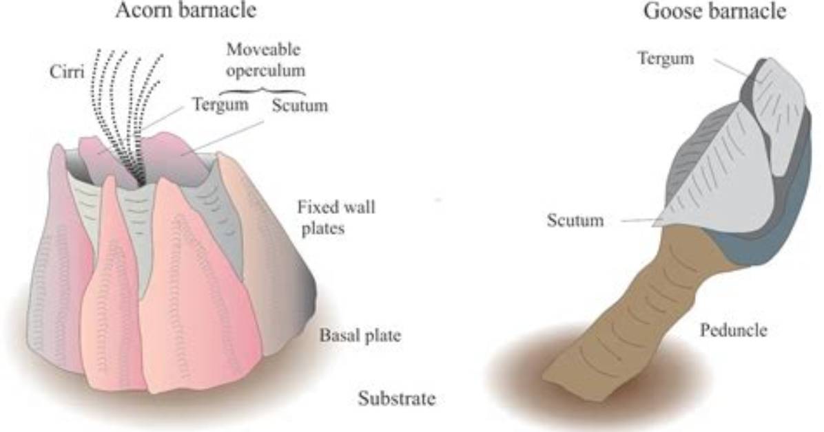 Look Inside a Barnacle: Video Proof That These Rock-Like Shells Are Alive
