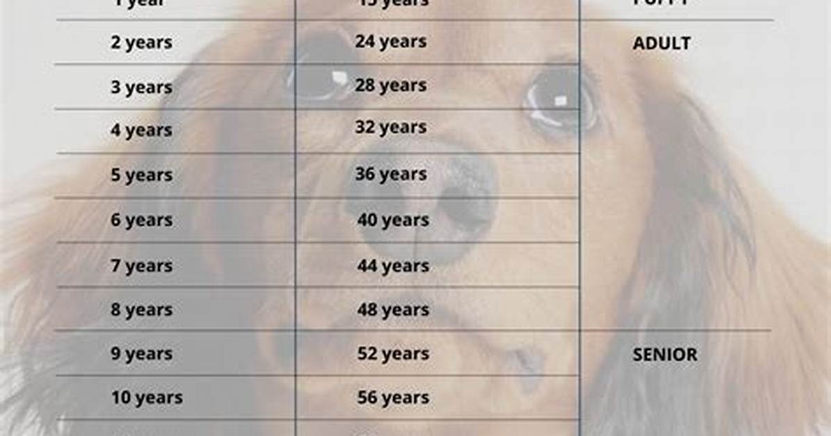 Mini Dachshund Age in Human Year's: the Definitive Conversion Chart Revealed