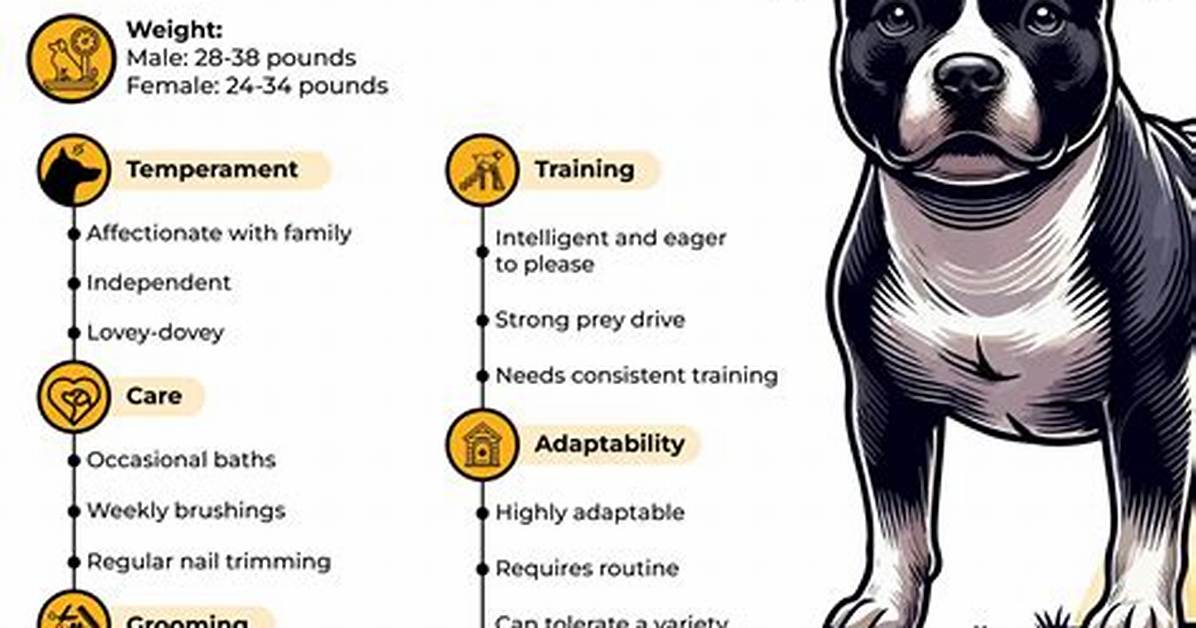 New Study Warns Staffordshire Bull Terriers Face Severe Breathing Risks: What Owners Must Know