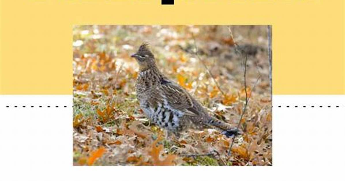 Pennsylvania State Bird Guide: History, Status, and the Scarlet Tanager Debate