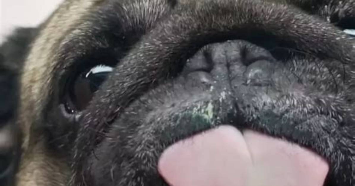 Pug Screen Licker in Action: the Ultimate Visual Loop Breakdown