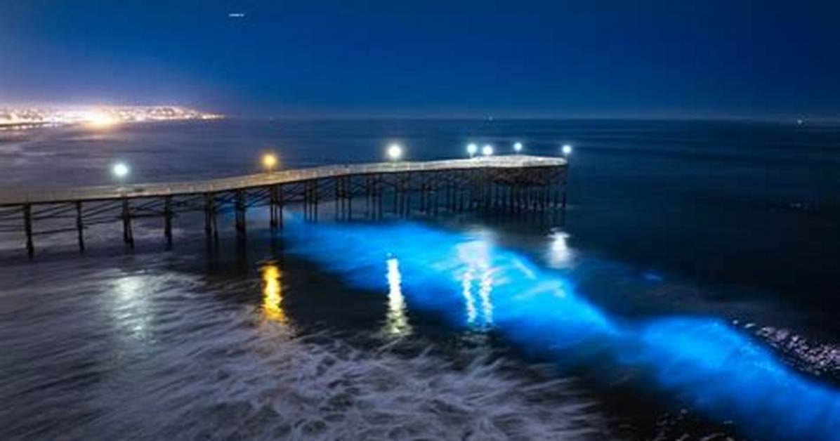 San Diego Bioluminescence Tracker: Live Sightings, Timing, and Crowds