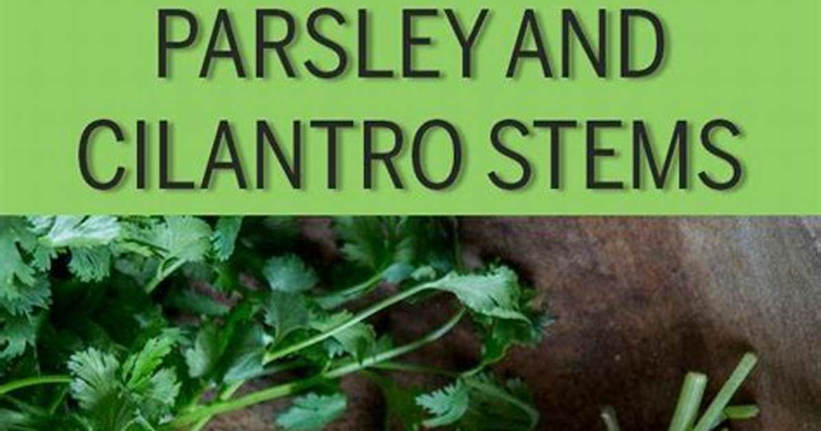 Stop Throwing Away Cilantro: the Freezing Mistake That Turns Herbs to Slime