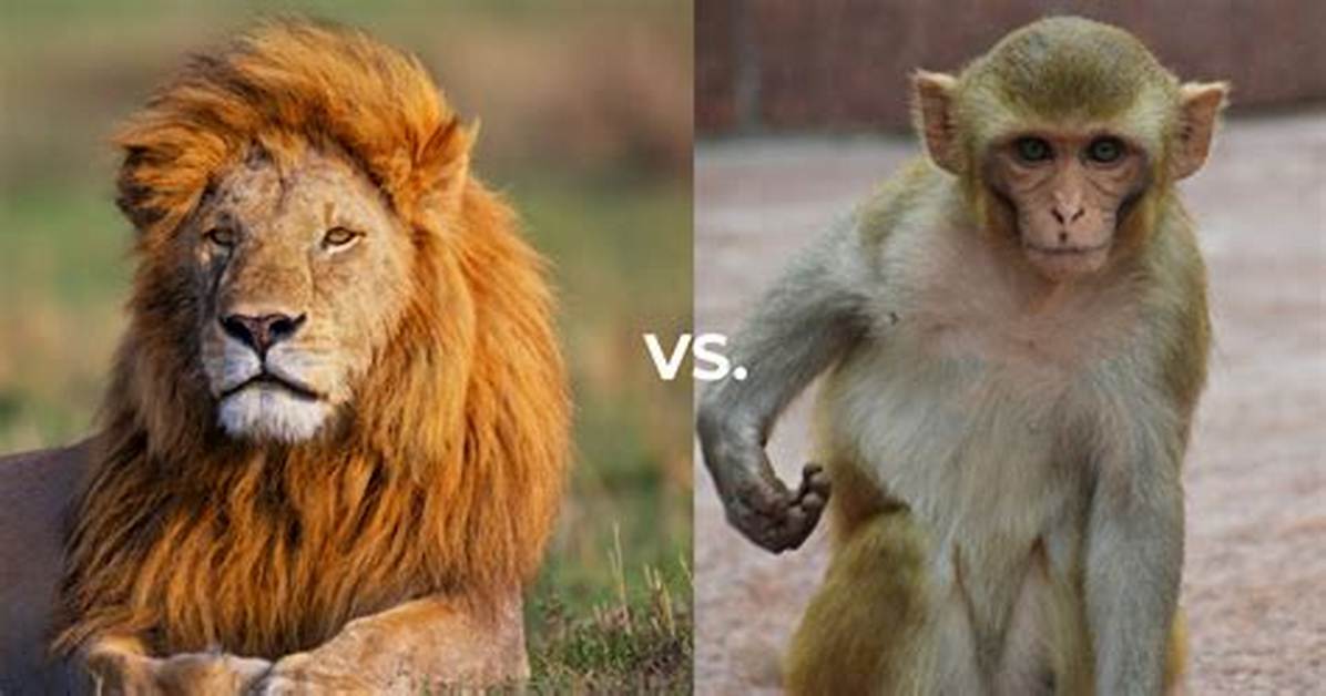 The Complete Guide to 'Lion vs Monkey': Meme Lore, Animal Behavior, and Viral Faqs