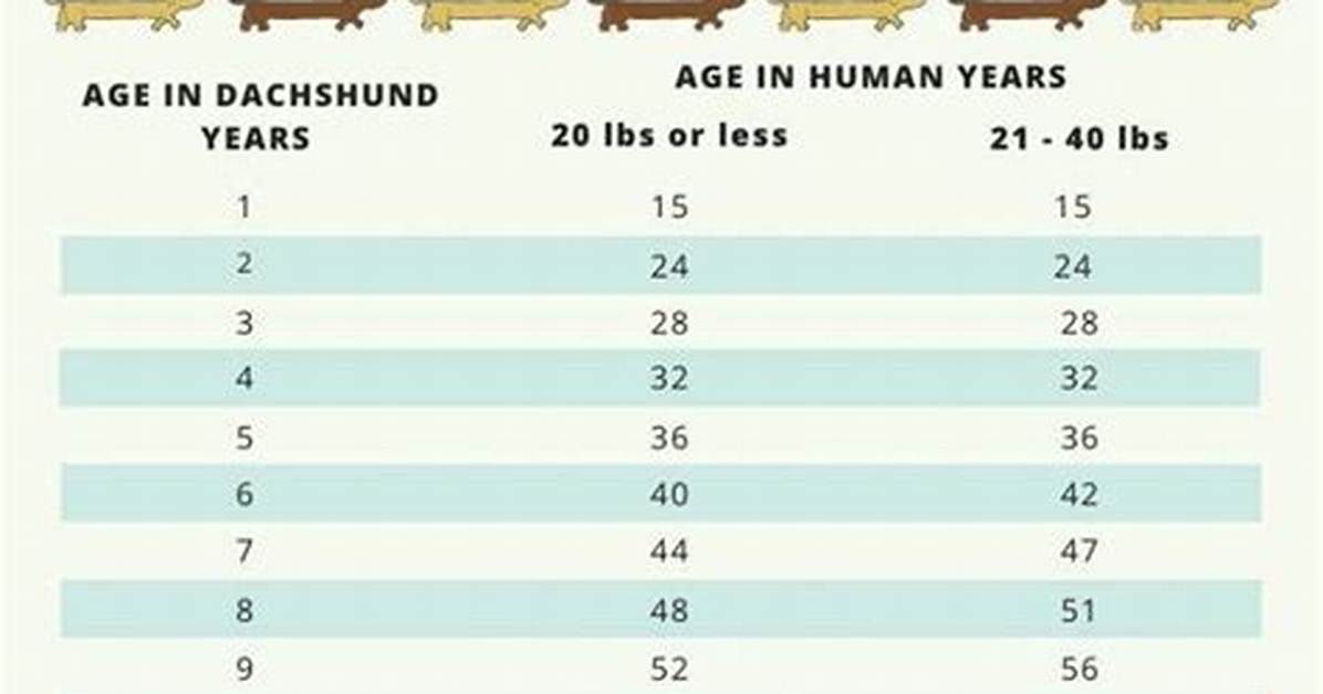 The Complete Mini Dachshund Aging Timeline: Critical Care Shifts from Puppy to Senior