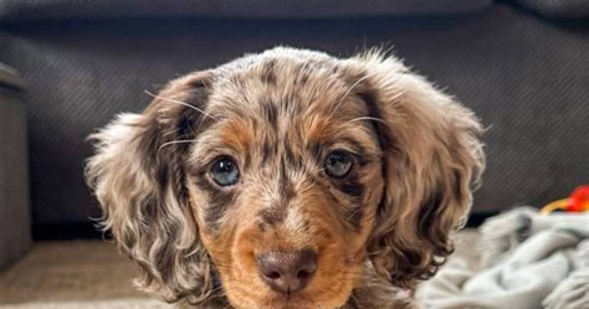 The Dapple Long-Haired Dachshund Phenomenon: Why Everyone Is Falling for This Rare Pattern