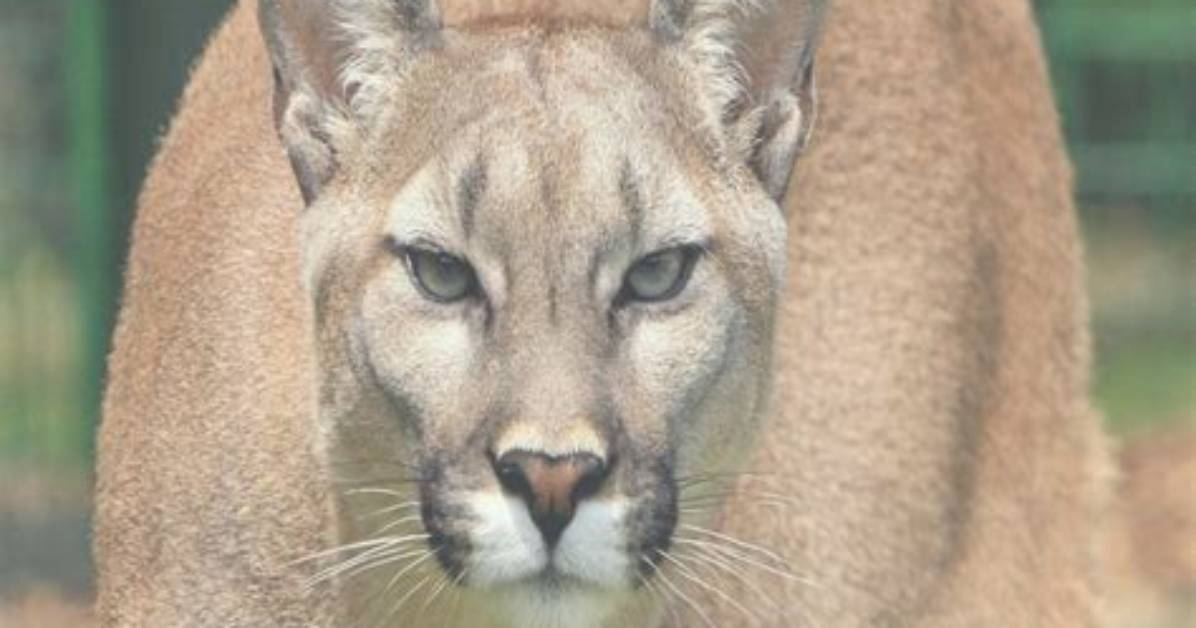 The Meaning of Cougar in 2026: Wildlife Clashes, Sports Feuds, and Slang Shifts
