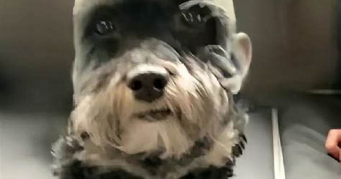 The Rise of Goofy Ahh Dog Culture: from Niche Sound to Global Phenomenon