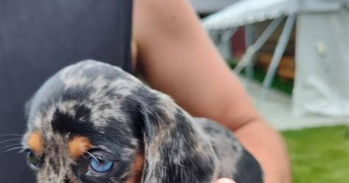 The Rise of the Mini Dapple: How Recent Viral Headlines Put the Breed Front and Center