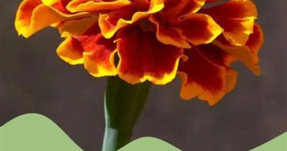 The Ultimate Beginner Guide to Diy Carnations: Supplies, Folding, and Styling