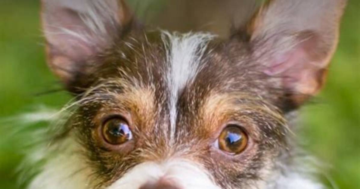 The Ultimate Chihuahua Playlist: Best Tracks, Fun Facts, and Where to Listen