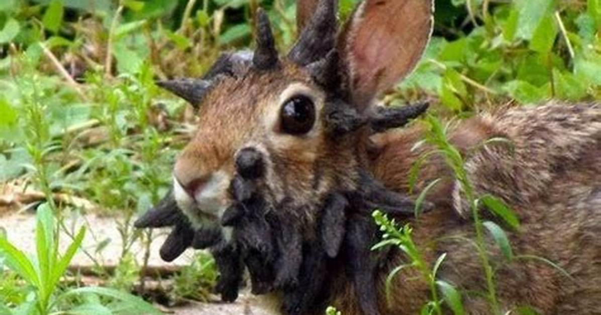 The Ultimate Explainer on the Viral Rabbit with Clock Meme: Lore, Audio, and Templates