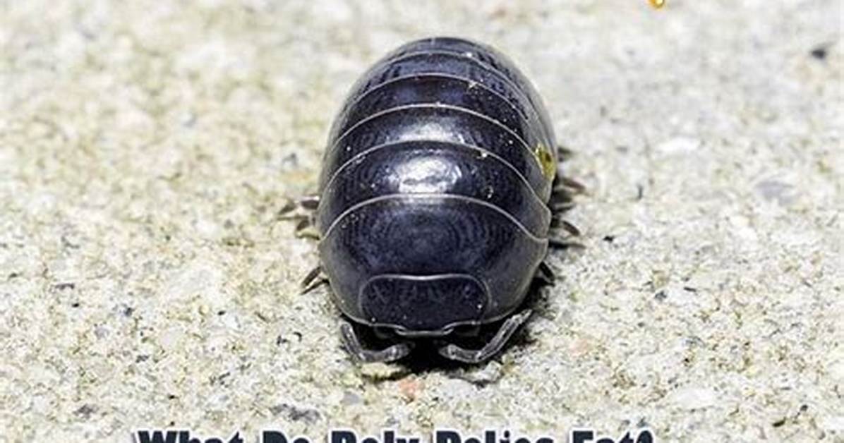 What Do Rolly Pollies Drink? the Complete Hydration and Pet Care Guide