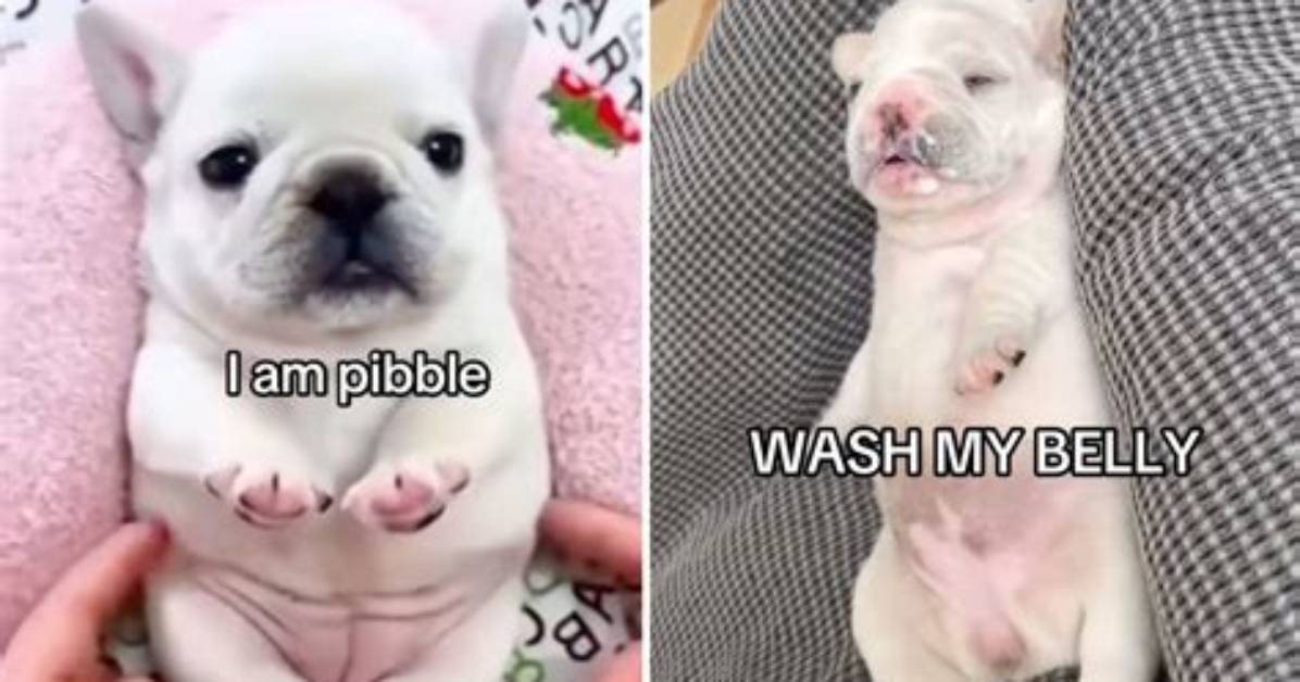 What Does 'I Am Pibble Wash My Belly' Mean? Complete Lyrics, Origin, and Trend Guide