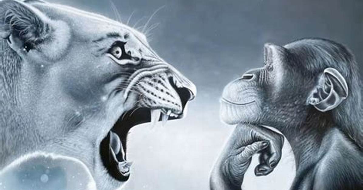 Where Did the 'Monkey Rage Baiting Lion' Meme Come from? the Viral Origin Revealed